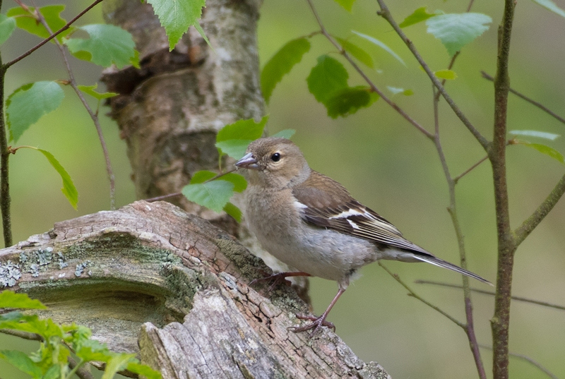 Birovning xotinini uyda sikishdi