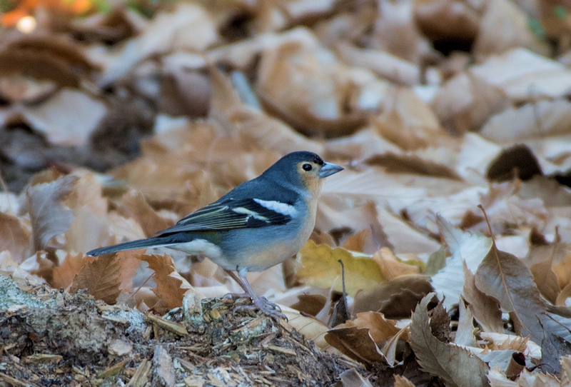 Sims 3: Jinsiy aloqa va shahar - investgram.ru